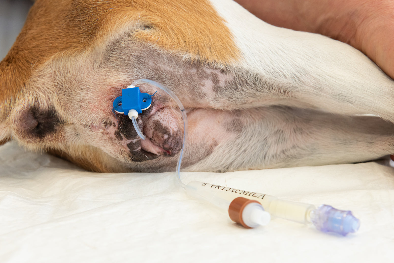 Catéter Foley para caninos hembra de inserción Seldinger/guía de alambre - Deliranimals